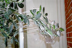 Eis am Stiel vor unserem Zimmerfenster