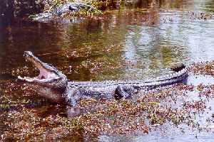 Alligator in the Everglades