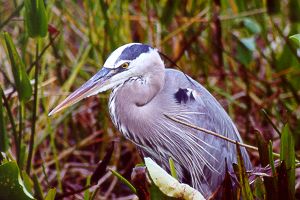 Bird in the Everglades