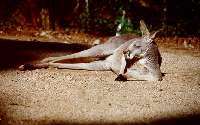 Grey Kangaroo