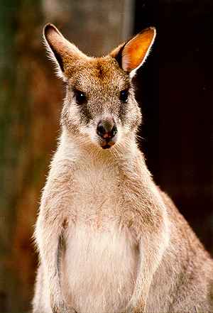 Whiptail Wallaby